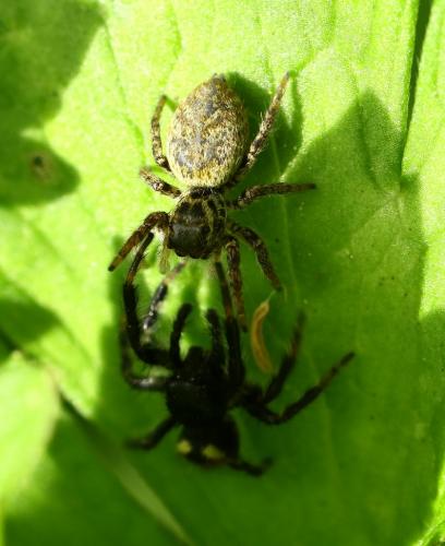 Réf. 228 589 : Carrhotus xanthogramma